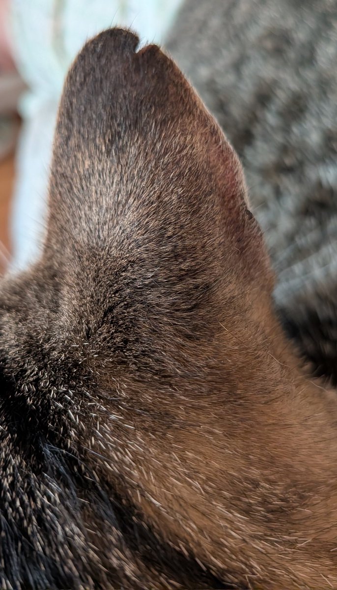 MeesheeisLost 🤍🖤🏴☠️ tweet media