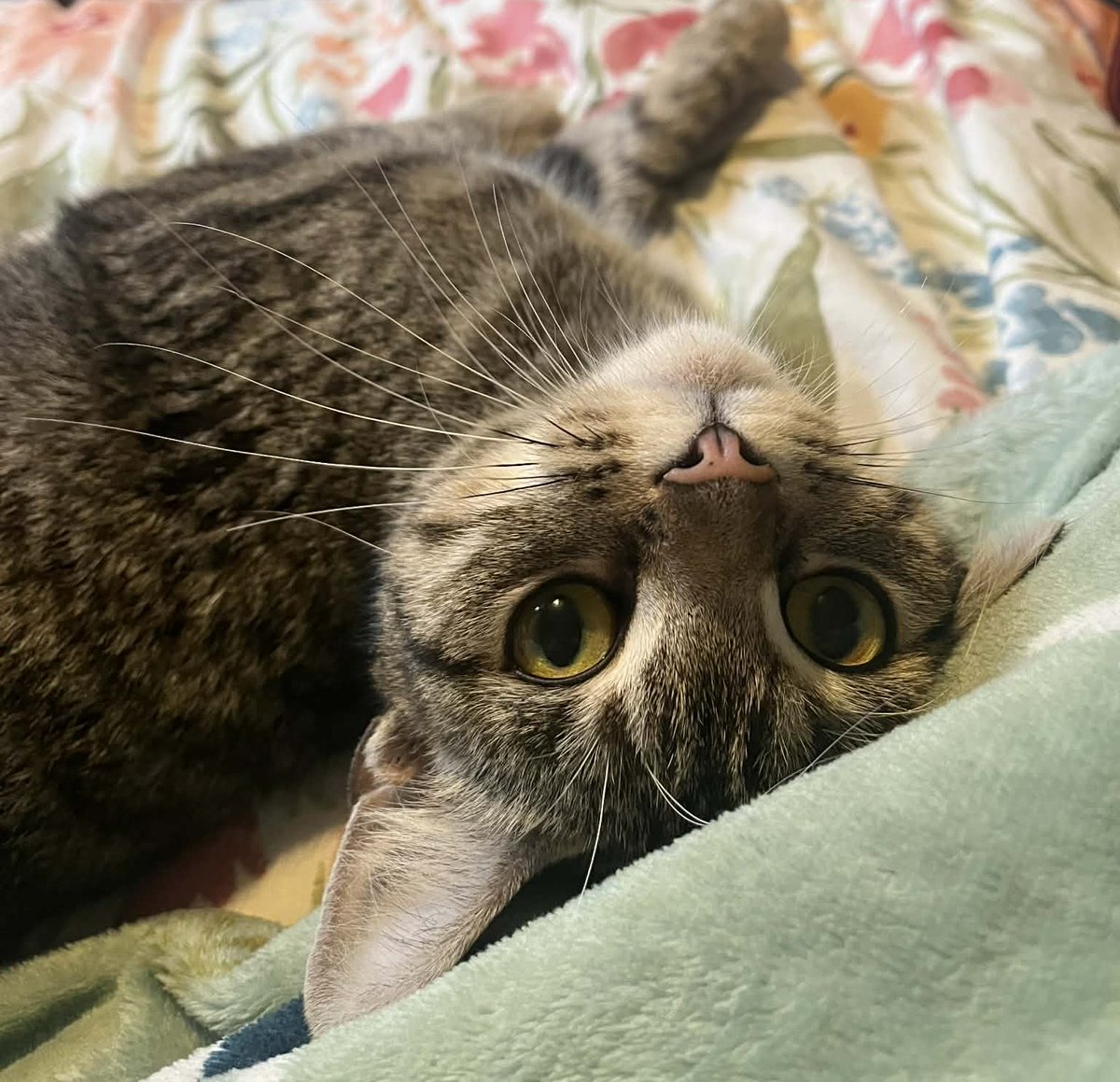 MeesheeisLost 🤍🖤🏴☠️ tweet media