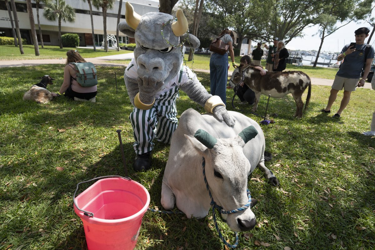 USF St. Petersburg tweet media