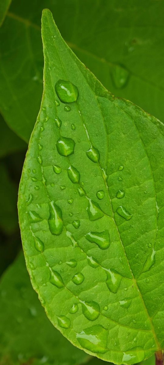 Annie Calamito tweet media