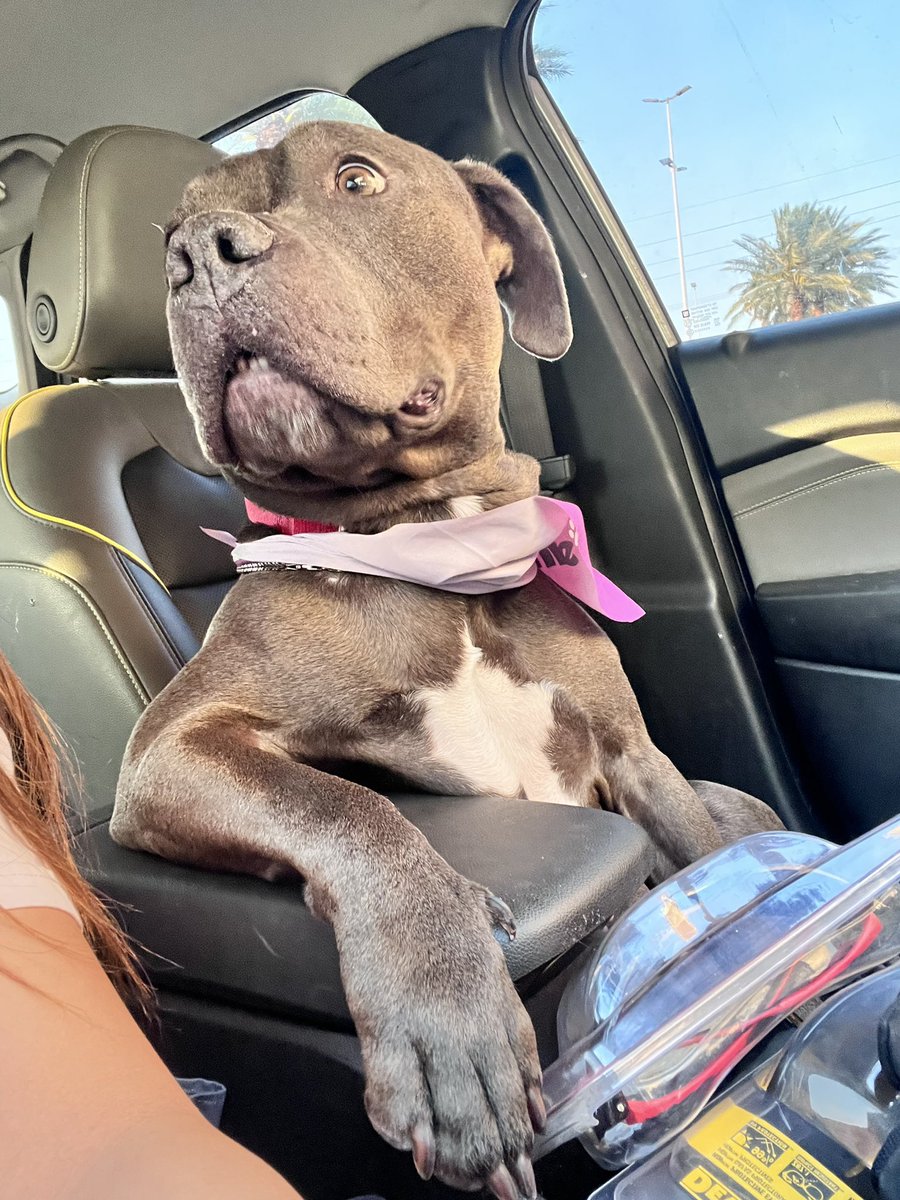 Savay Elizabeth tweet media