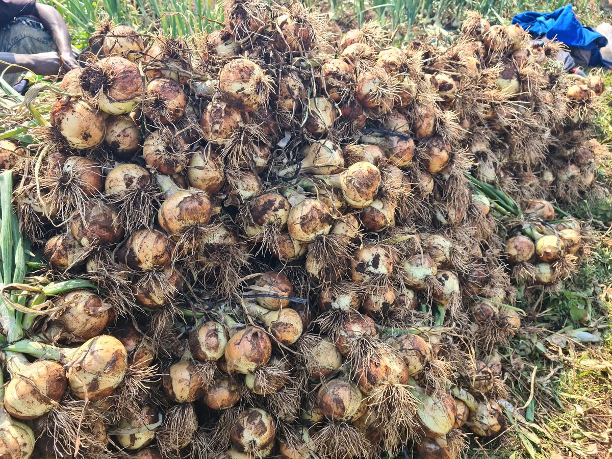 Divah Phiri tweet media