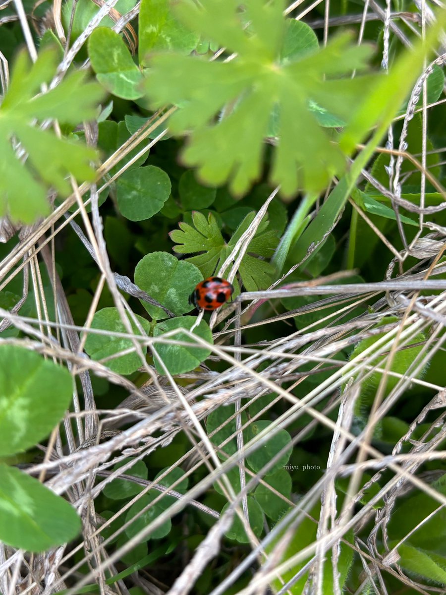 みゆ⋆*❁* tweet media