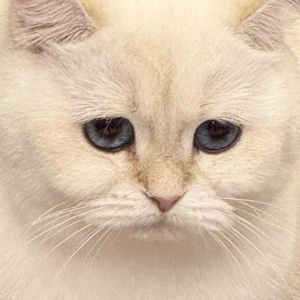 布蕾克 Blake🥀3.0真身準備中💖隱居吸血姬✨ tweet media