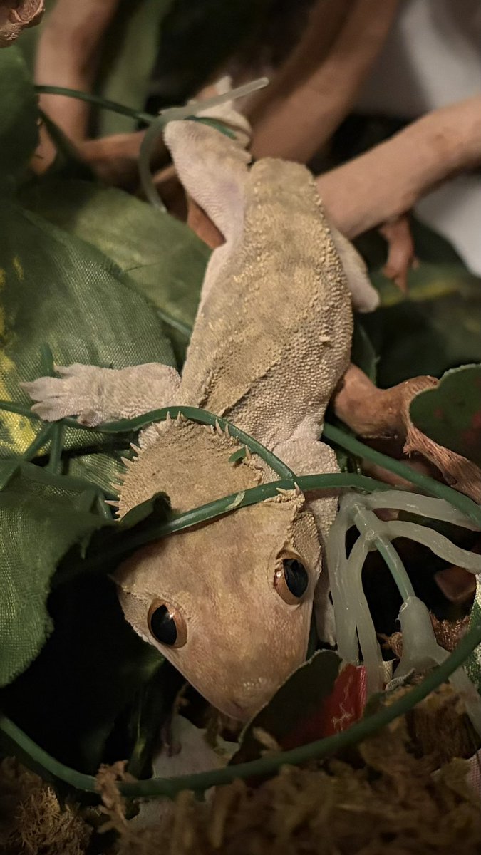 FathomFangs tweet media