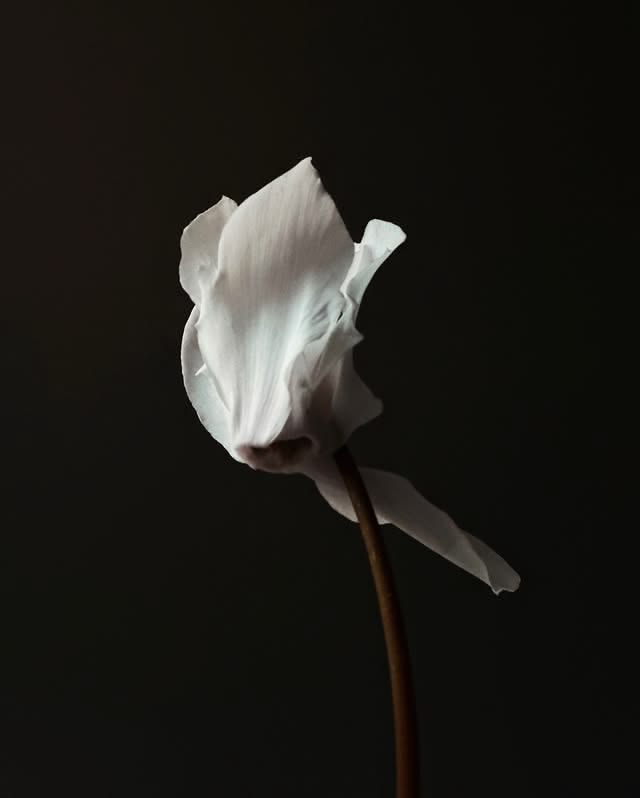 Diana. tweet media