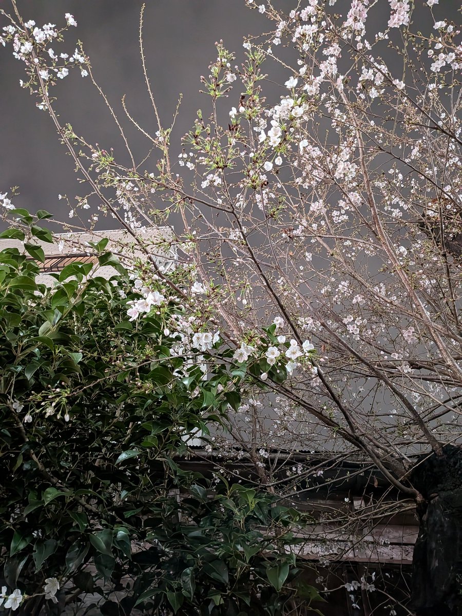 ゾルタン犬@5/4文学フリマ東京パナトリエ tweet media