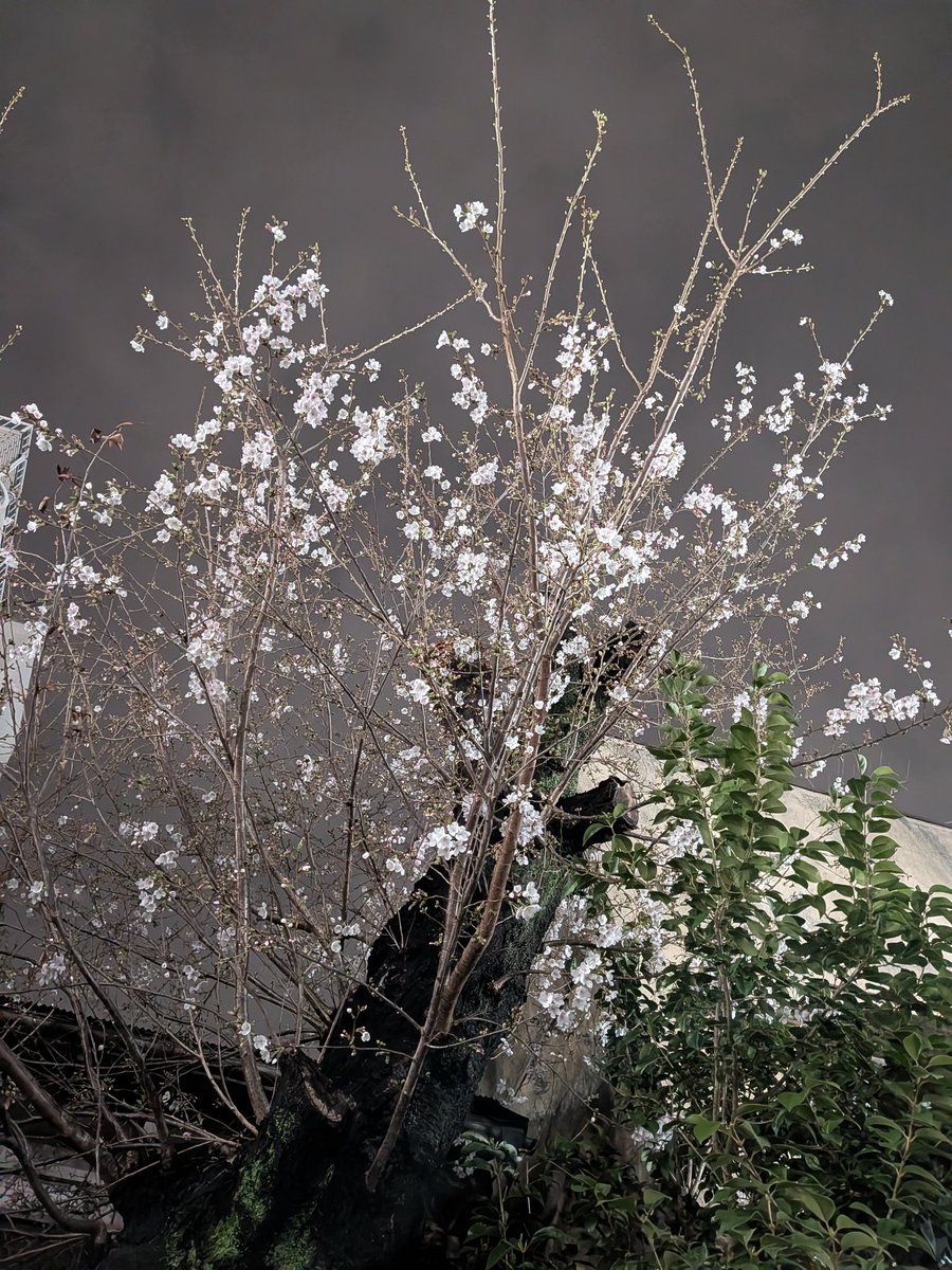 ゾルタン犬@5/4文学フリマ東京パナトリエ tweet media