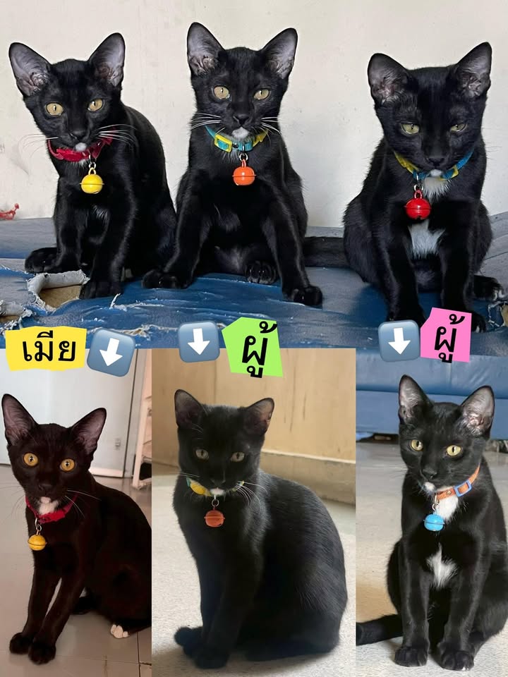 Catster & Co บ้านพักพิงแมวจร tweet media