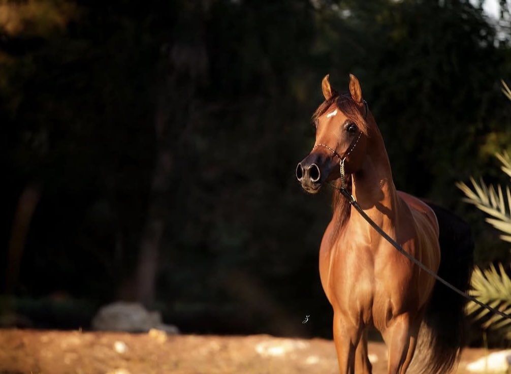 سالم tweet media