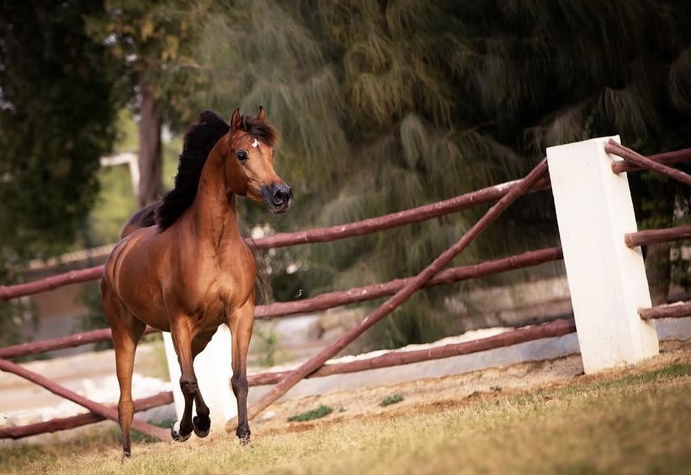 سالم tweet media