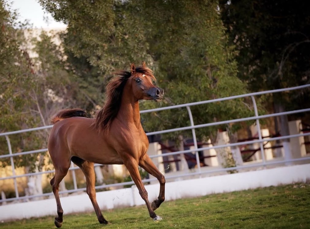 سالم tweet media