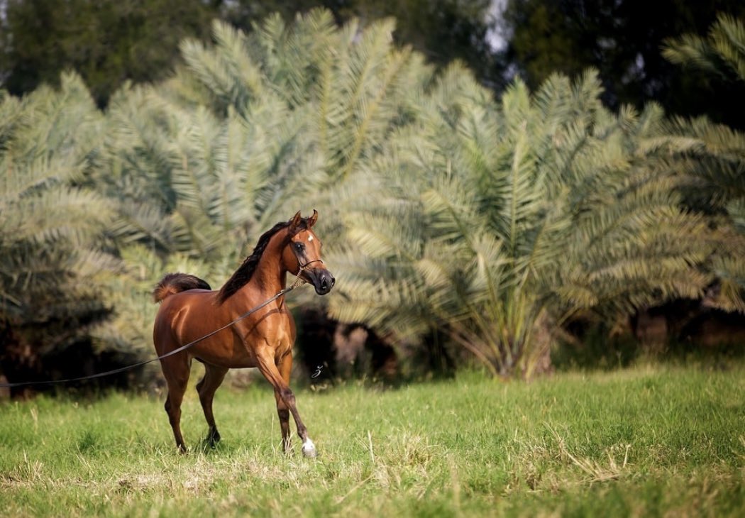 سالم tweet media