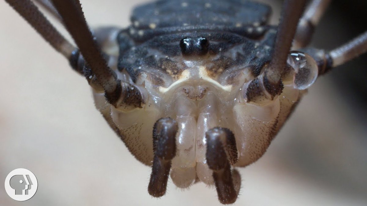 Sandy Petersen 🪔 tweet media