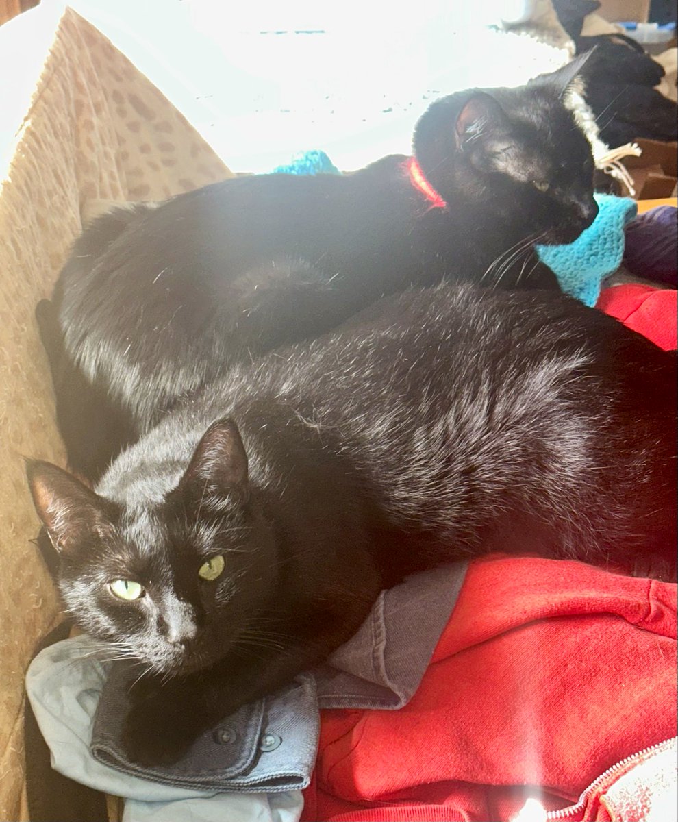 Boots and Binx: bonded bros tweet media