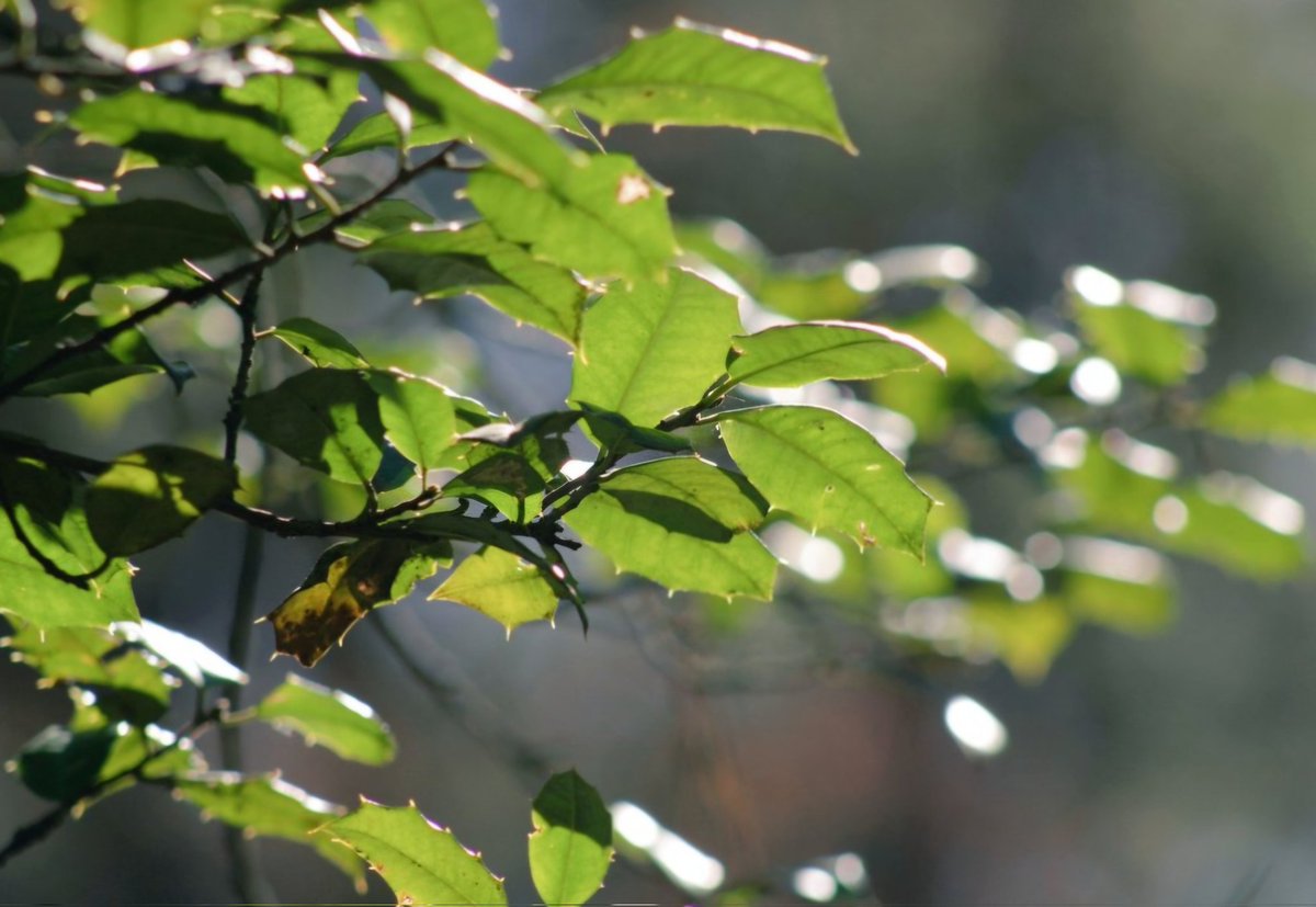 AcyRunway13's tweet image. Happy Thursday all! I'm out town taking care of errands, enjoy the beautiful spring day my friends ☀️🐦☕️✨️

#Thursday #spring #sunshine 
#NaturePhotography #NJ