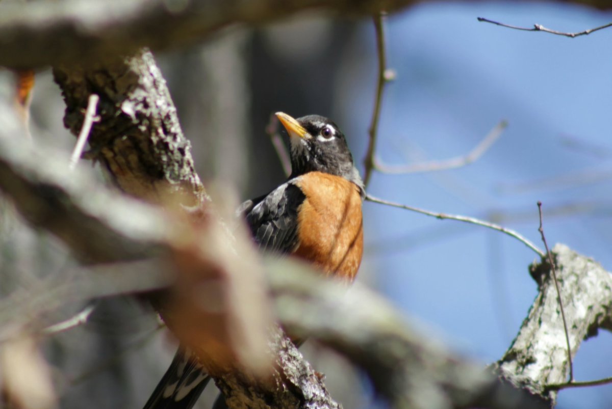 AcyRunway13's tweet image. Happy Thursday all! I'm out town taking care of errands, enjoy the beautiful spring day my friends ☀️🐦☕️✨️

#Thursday #spring #sunshine 
#NaturePhotography #NJ
