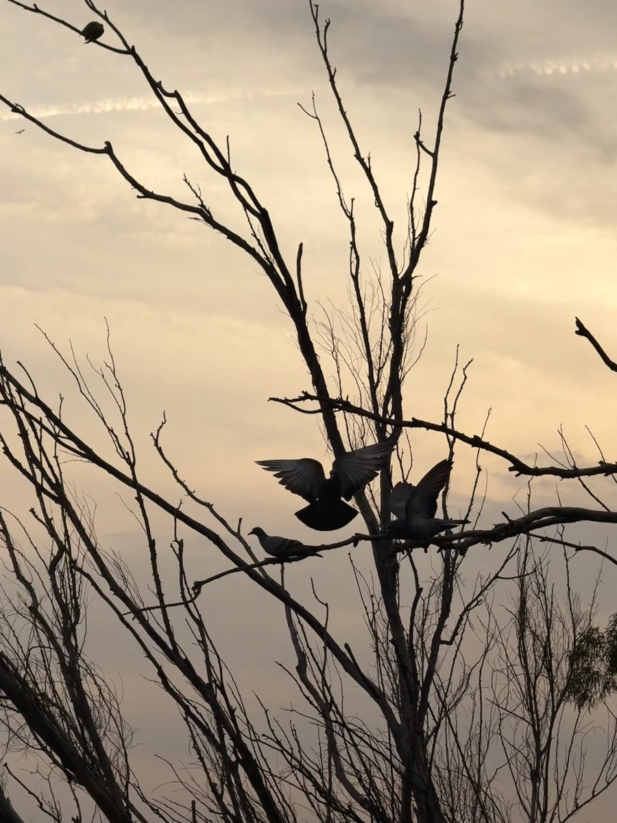 sabrr_shukarr's tweet image. poetic skies these days 🌙♥️

#obsessed 

📍 ਦਿੱਲੀ