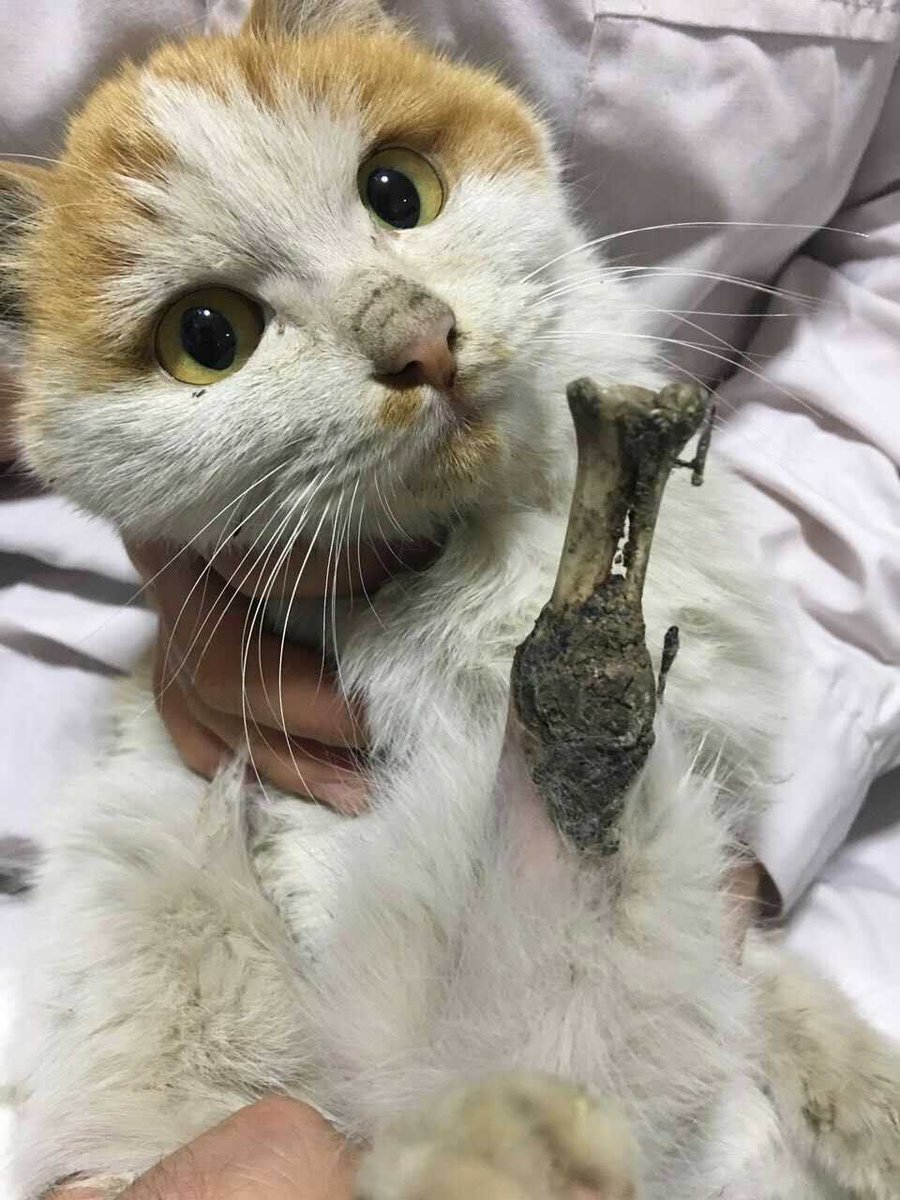 samuel picolo tweet media