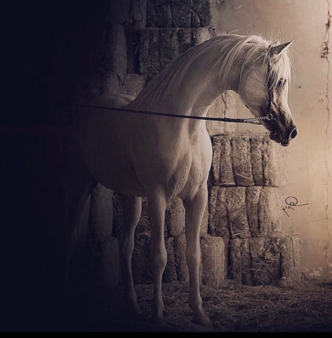 تصالحت مع الحيَّاة …
 ولم يعد لدي أمنيات أقاتل من أجلها…

م…