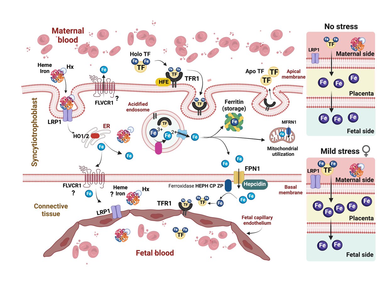 CAlbrechtlab's tweet photo. New publication alert🔬
In our latest study, we explore placental iron transport as a potential missing link in fetal programming of health and disease.
💡 Advancing our understanding of early-life determinants of mental health.
📄 Schroeder M et al., EBioMedicine (2026) https://t.co/q4zfCEglfQ
