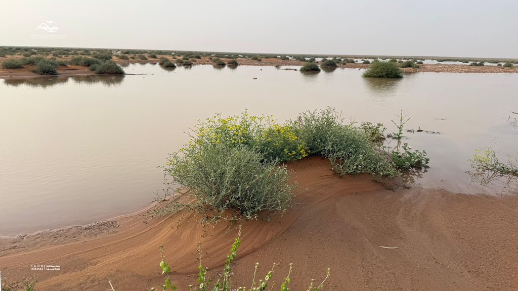 هيئة تطوير محمية الإمام عبدالعزيز بن محمد الملكية tweet media