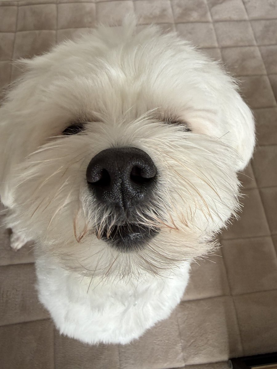 きなり tweet media