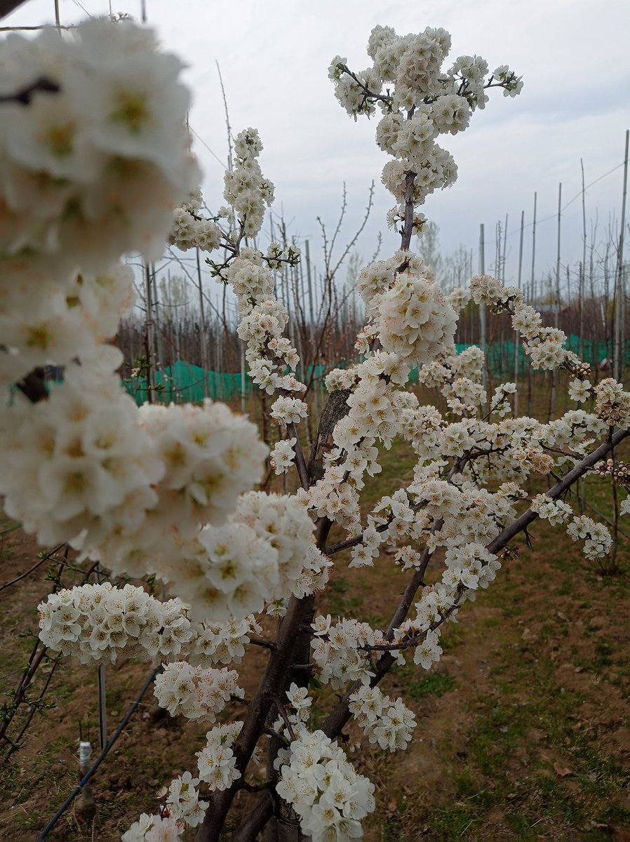 🦋تمنّا خُورشید🦋 tweet media
