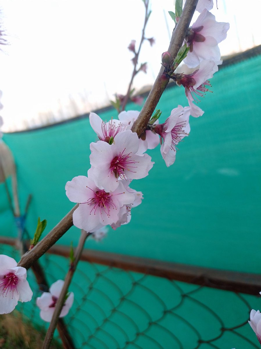 🦋تمنّا خُورشید🦋 tweet media