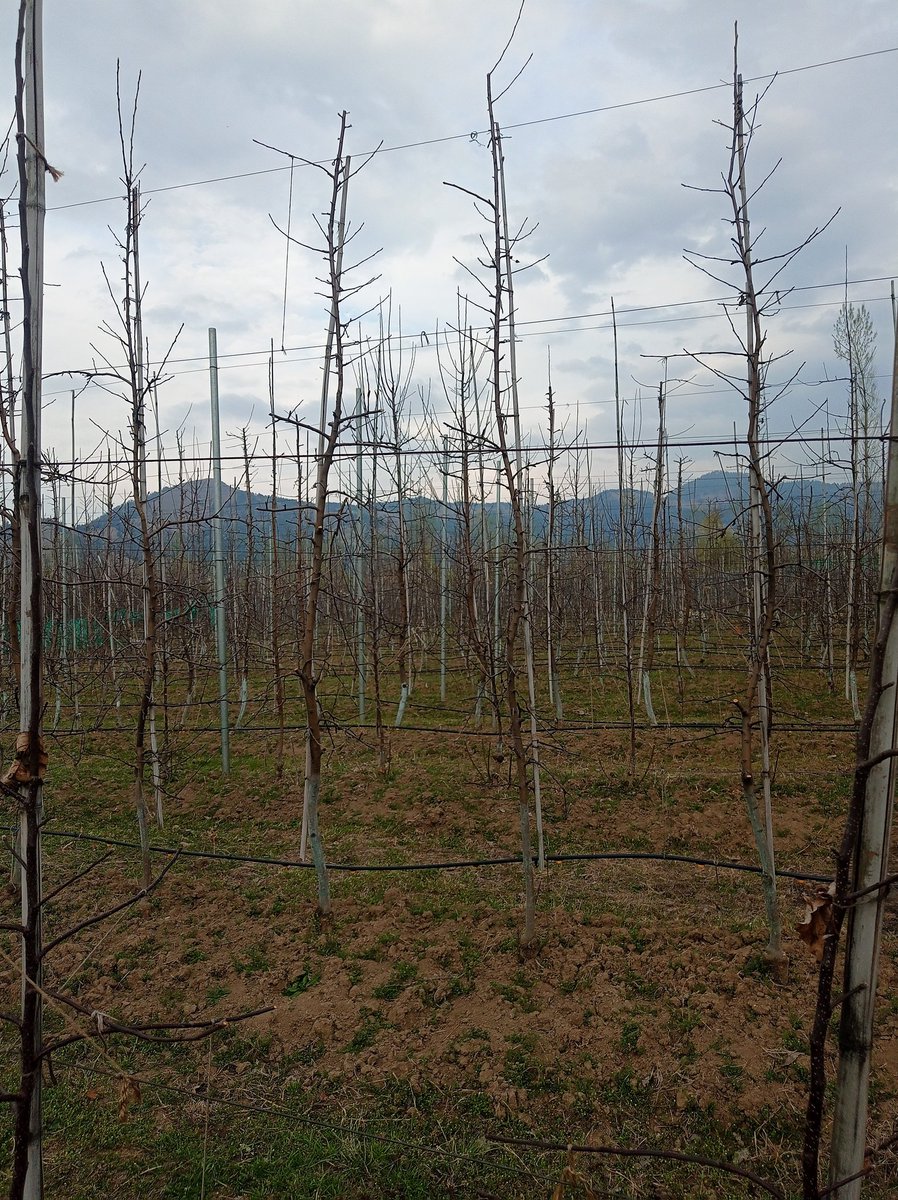 🦋تمنّا خُورشید🦋 tweet media