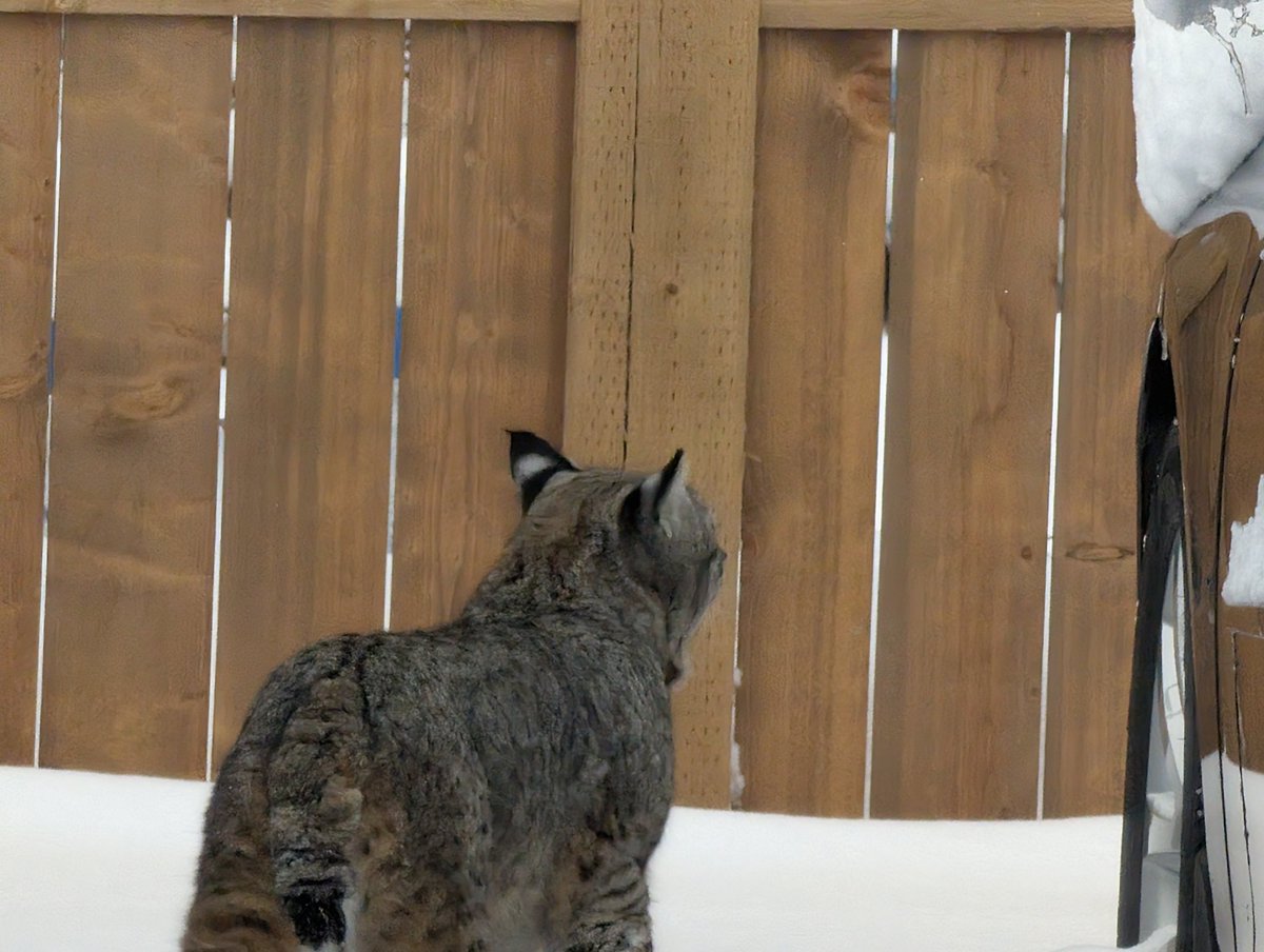 DanMaddenWX's tweet image. Heads up Harvest Hill residents, a large cat was spotted in the southwest part of Harvest Hills. @cityofcalgary #yyc #bobcat