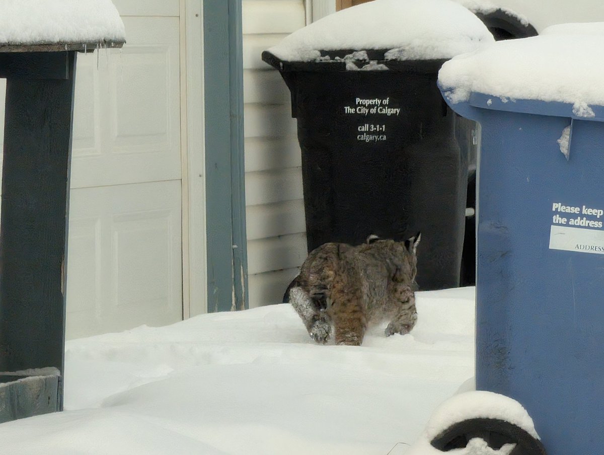 DanMaddenWX's tweet image. Heads up Harvest Hill residents, a large cat was spotted in the southwest part of Harvest Hills. @cityofcalgary #yyc #bobcat