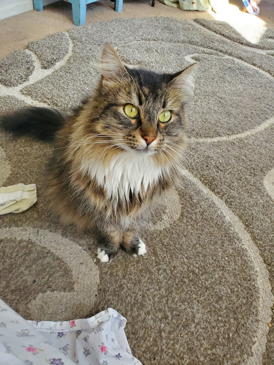 SusanCalman's tweet image. Susan's #CatOfTheDay is Meow Meow.

Thank you @Lisa17363Del for sharing this pic!