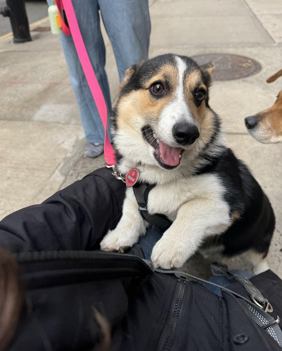 Sophie Vershbow tweet media