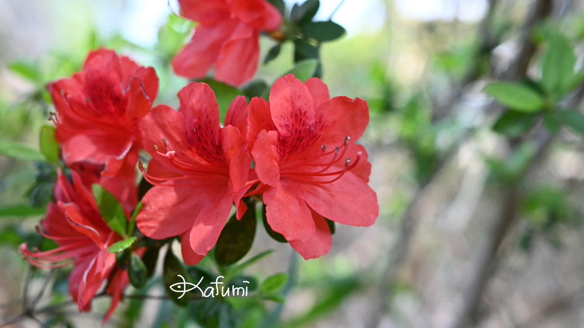 かふみ tweet media