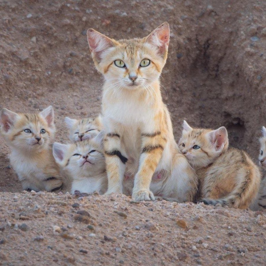 Marina Boschi tweet media
