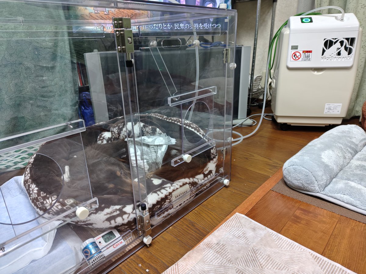 ラッキー王子 tweet media