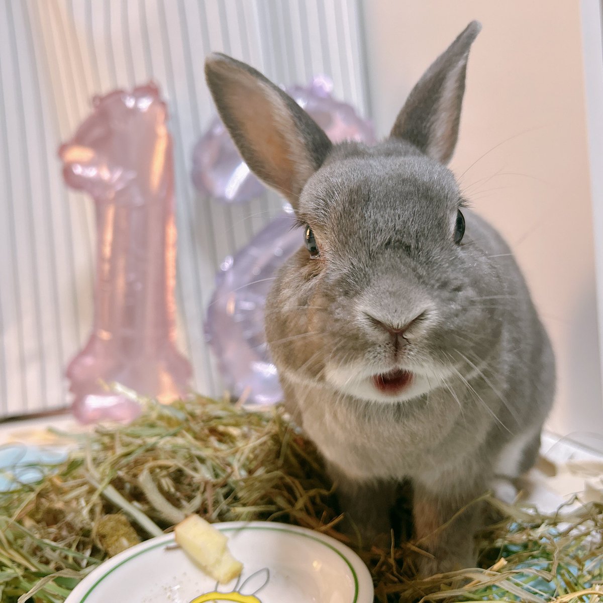 マリモ12歳🌸 tweet media