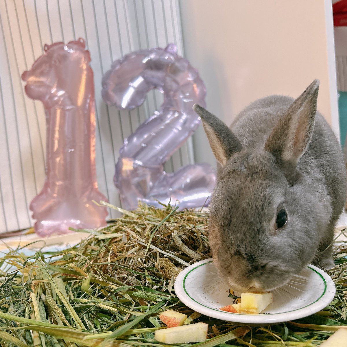 マリモ12歳🌸 tweet media