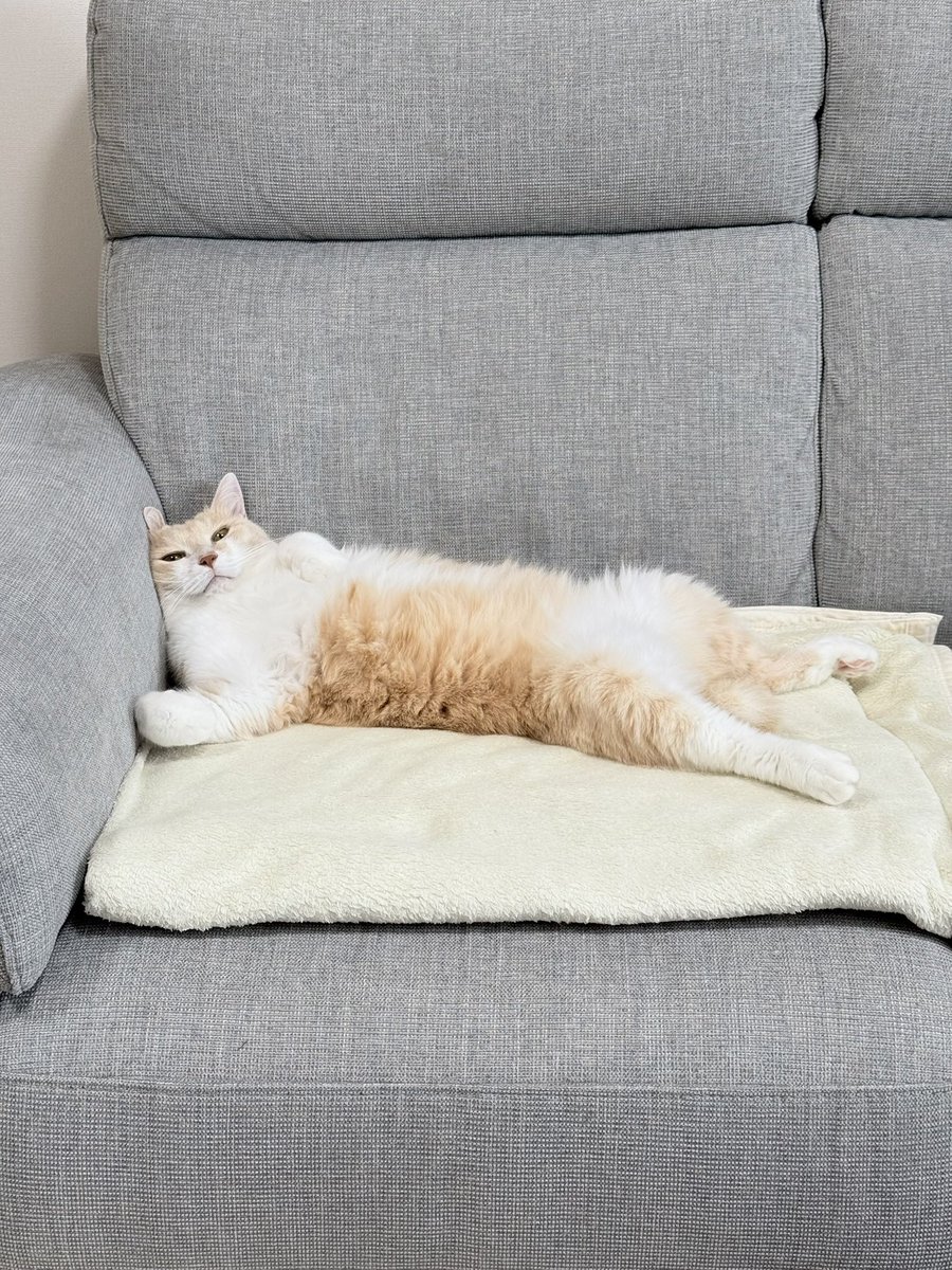 챠비는 말랑떡고양이💛 tweet media