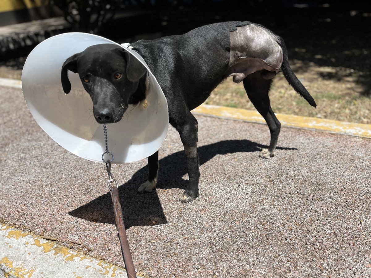 𝙷𝚎𝚕𝚊 𝙼𝚘𝚛𝚎 🐶 tweet media