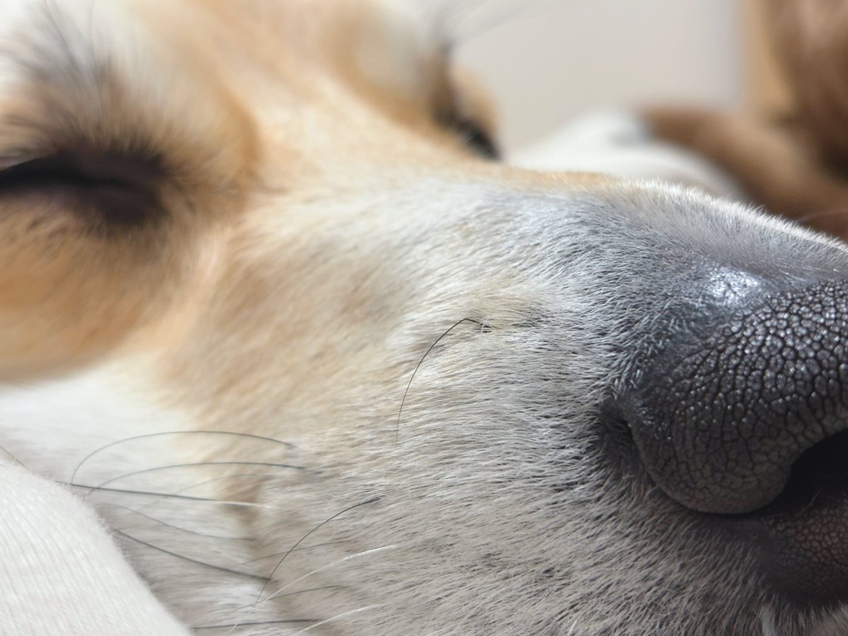 はんぺん tweet media