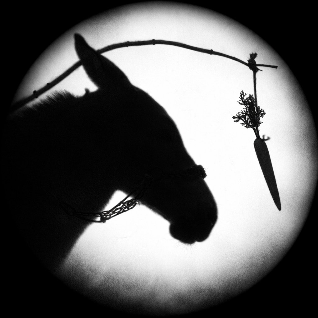 The Dangling Carrot tweet media