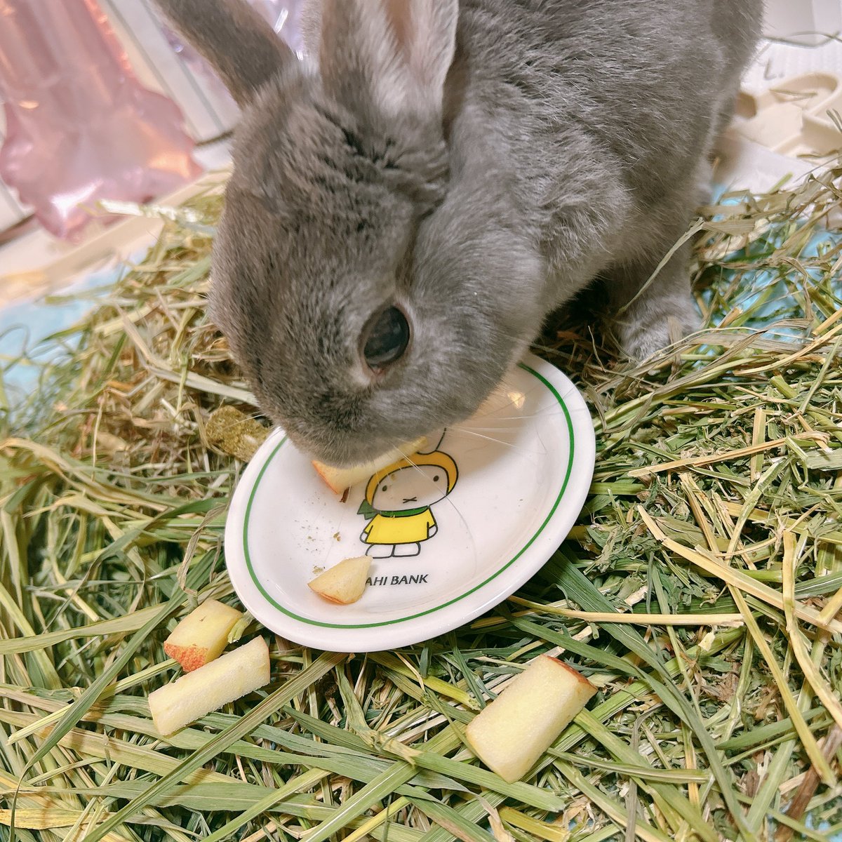 マリモ12歳🌸 tweet media