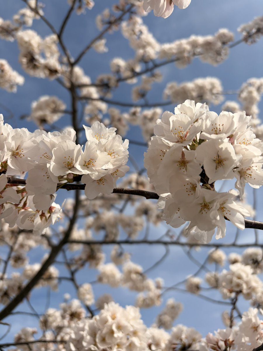 JasmileDeJesus's tweet photo. DC is waking up, and everything is in bloom. A new season, another opportunity to grow. 🌸 https://t.co/WRuEjveFn5
