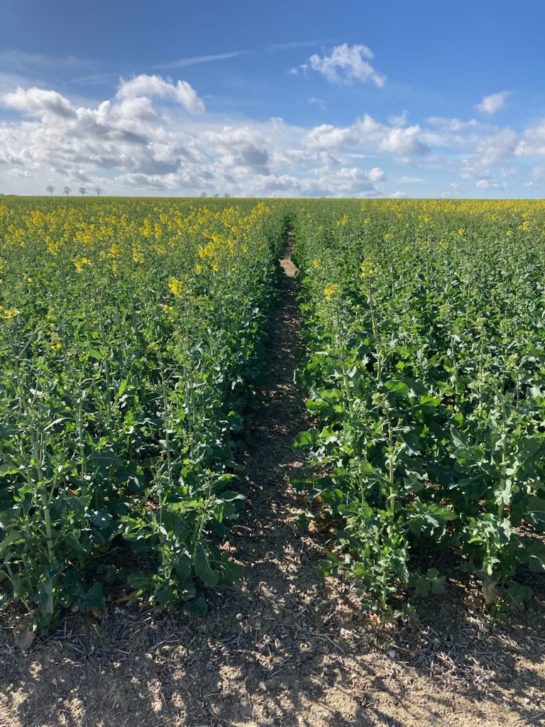 Vivescia's tweet photo. #JeudiAgronomie L'équipe #agronomie poursuit le suivi des #essais sur les territoires de la #Cooperative. Ici le suivi de la floraison sur l’essai variétés #colza de Son dans les Ardennes.
➡️ Notation réalisée sur les 5 plateformes de la Coopérative.
➡️ Des différences qui peuvent aller de 5 à 15 jours selon les variétés et les conditions de l’année.
➡️ Pas de comportement idéal : précoces elles se comportent mieux par rapport aux dégâts d’insectes ravageurs, tardives elles esquivent les dégâts de gel.
#Ceuxquifontlesessais