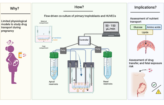 CAlbrechtlab's tweet photo. New research highlight 🔬
We present a flow-driven in vitro model of the human placental barrier.
👉 A safe, reproducible, and predictive platform to assess transplacental transport, fetal exposure, and drug safety during pregnancy.
📄 Fuenzalida B et al., J Physiol (2026) https://t.co/mBHfkliQjq