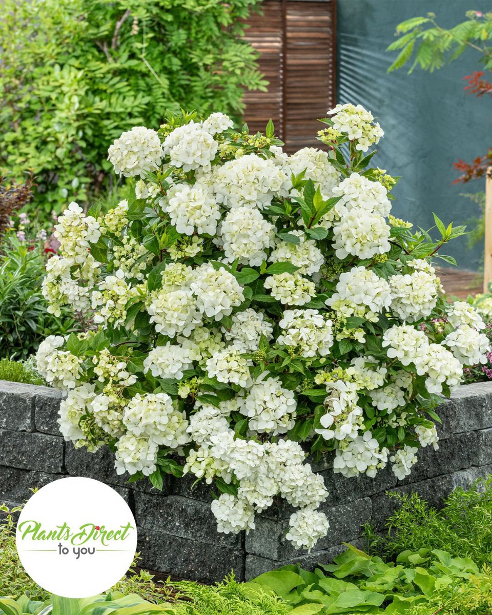 PlantsDirectTo's tweet photo. Available Now!
The Fairytrail series of cascading hydrangeas are known for their graceful arching branches, each node topped with a big gorgeous bloom.

Visit us at https://t.co/40dSre9Wcu or give us a call at 704-990-2580
 #provenwinners  #fairytrailwhite  #plantsdirecttoyou https://t.co/1ShL33sPy4