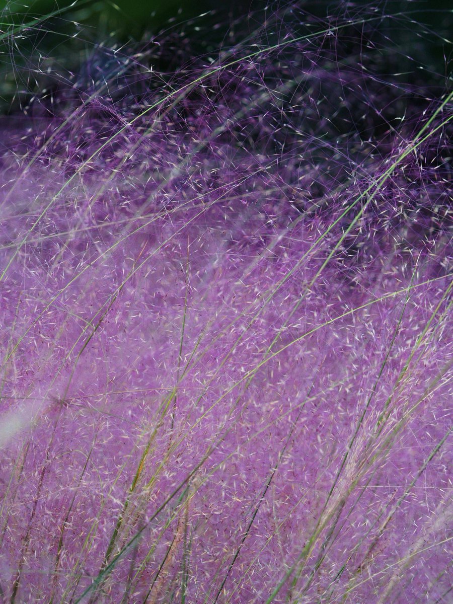 thiago alves tweet media