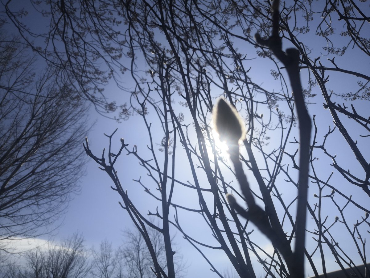 yunus von rugia tweet media